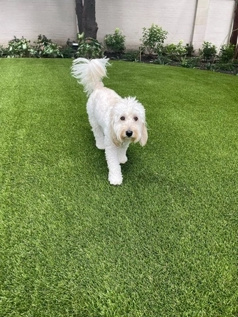 Artificial Grass For Pets